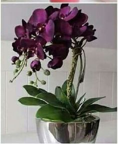 purple orchids in a silver vase on a white countertop, with green leaves