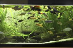 an aquarium filled with lots of different types of fish