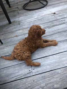 a brown dog laying on top of a wooden deck