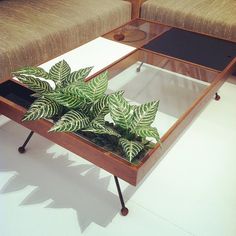 a coffee table with a plant in it and two couches next to each other