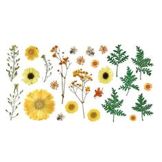 an assortment of flowers and leaves on a white background with the words'wildflowers'written in large letters