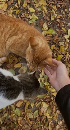 an orange and white cat standing next to a person's hand on top of leaves