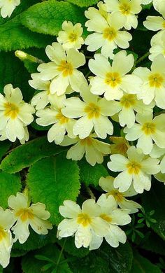 yellow flowers with green leaves in the background