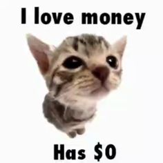 a cat that is looking up at the camera with words above it saying i love money has $ 0