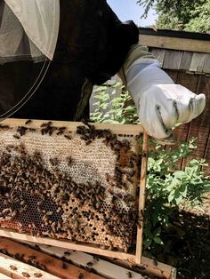 a beekeeper holding up a frame full of bees