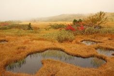 an open field with some water in it