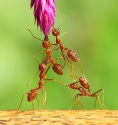 the ants are trying to get their food out of the flower