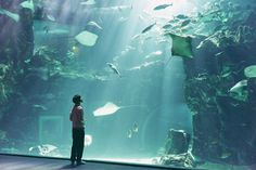 a person standing in front of an aquarium looking at fish