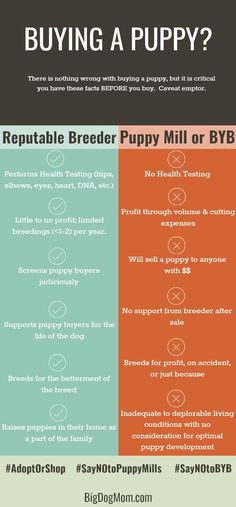 the differences between buying and buying puppy