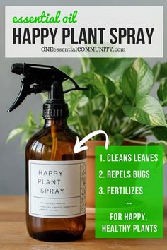 Homemade Happy Plant Spray-- It's an easy, natural, and non-toxic solution to keep my houseplants vibrant and thriving. 1) Cleans leaves and even repels dust so you don't have to clean as often, 2) repels the most common houseplant pests (fungus gnats, aphids, mealybugs, scale, flies, and spider mites), and 3) gently fertilizes soil. It's a super simple DIY to make with Castile soap, water, and essential oils. Created by oneessentialoil.com Bug Spray For Plants, One Essential Community, Houseplant Pests, Essential Oil Sprays, Diy Bug Repellent, Plants Everywhere, Uses For Essential Oils, Natural Home Cleaning, Fungus Gnats