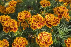 many orange and yellow flowers in a garden