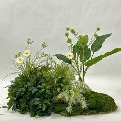 an arrangement of plants and moss on a white background