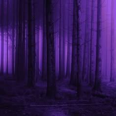 a purple forest filled with lots of trees covered in fog and light at the end of the night