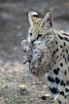 a cat is holding onto another cat's tail in the dirt and grass area