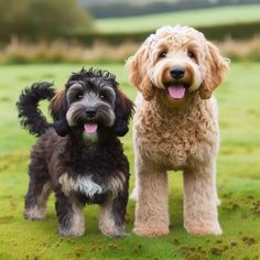 two small dogs standing next to each other on a field