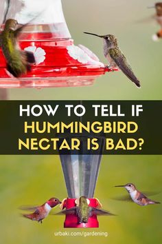 hummingbirds flying around a bird feeder with the words how to tell if hummingbird nectar is bad?