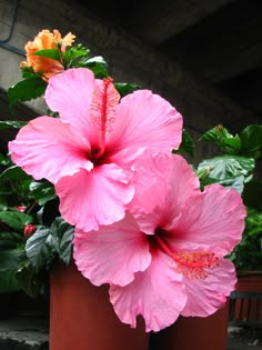 two large pink flowers are in brown pots