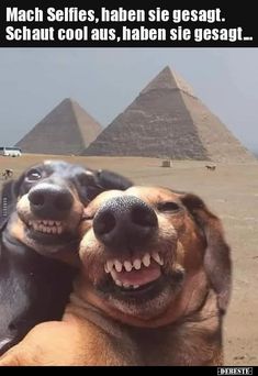 two dogs that are laying down in front of the pyramids with their mouths open