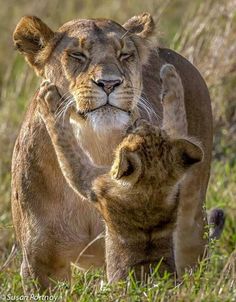 two lions playing with each other in the grass