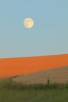 an orange field with a full moon in the sky