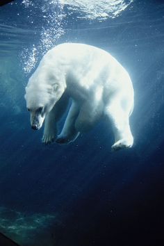 a large white polar bear swimming under water