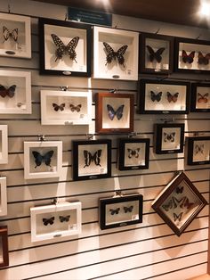 a wall with many framed butterflies on it