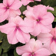 pink flowers with green leaves in the background