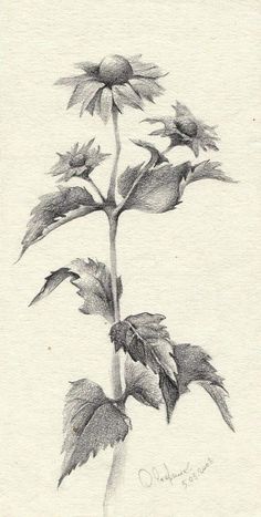 a pencil drawing of a sunflower with leaves