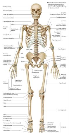 the human skeleton and its major skeletal systems, including the upper half of the body