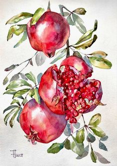 a painting of pomegranates and leaves on a white background with watercolor