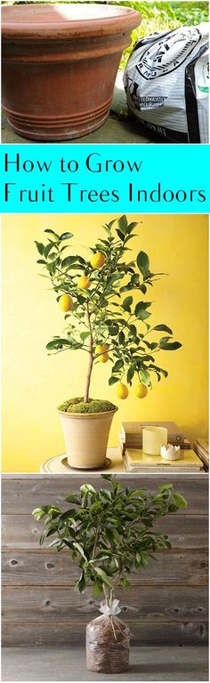 a potted lemon tree sitting on top of a wooden table next to a plant