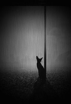 a black and white photo of a cat standing in the dark