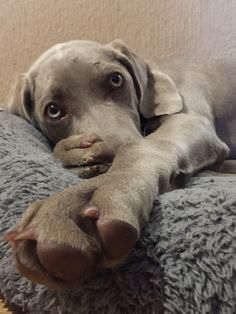 a gray dog laying on top of a large stuffed animal pillow with his paws resting on it's back