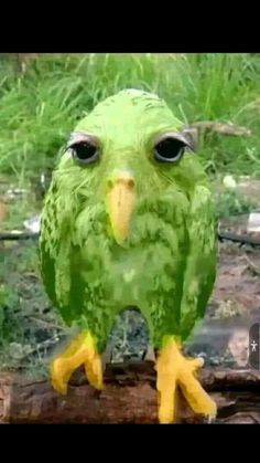 a close up of a green bird on a branch with grass in the back ground