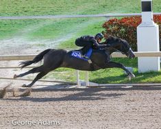 two jockeys riding horses around a track in the grass, with one rider falling off his horse's back