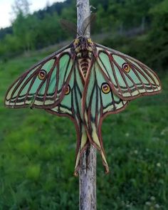 a large green and black butterfly hanging from a wooden pole in the grass with trees in the background