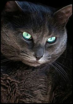 a black cat with green eyes looking at the camera