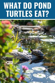 a turtle sitting on top of a rock in a pond with the words what do pond turtles eat?