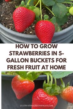 how to grow strawberries in 5 gallon buckets for fresh fruit at home