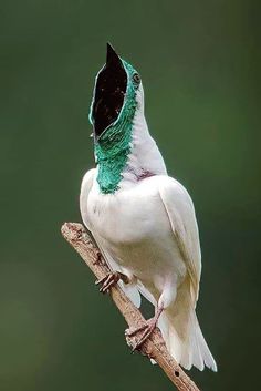 a white bird with green and black feathers sitting on a branch