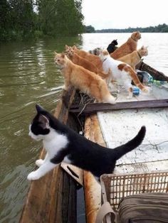 a black and white cat standing on the end of a boat with other cats in it