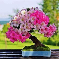 a bonsai tree with pink and white flowers in a blue pot on a table