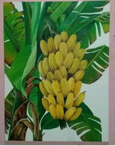 a banana tree with bunches of bananas on it