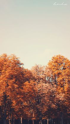 the trees are changing colors in the fall season, and there is no image here to provide a caption for