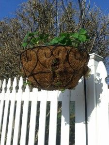 a white fence with a hanging planter filled with plants