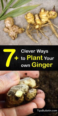 a hand holding some ginger plants and the words 7 clever ways to plant your own ginger