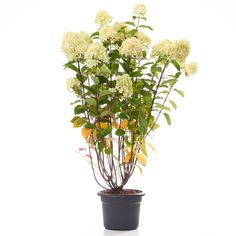 a potted plant with white flowers and green leaves on the top is shown in front of a white background