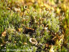 close up view of moss growing on the ground