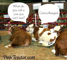 three brown and white cows laying in hay with speech bubbles above their heads that say, what do you call a cow you can't see?