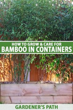 how to grow and care for bamboo in containers